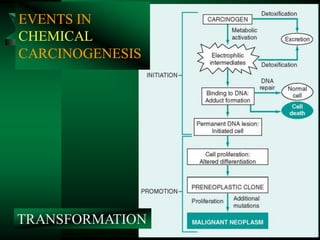 7
TRANSFORMATION
EVENTS IN
CHEMICAL
CARCINOGENESIS
 