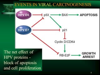 8
The net effect of
HPV proteins -
block of apoptosis
and cell proliferation
EVENTS IN VIRAL CARCINOGENESIS
 