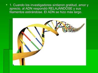 1. Cuando los investigadores sintieron gratitud, amor y aprecio, al ADN respondió RELAJÁNDOSE y sus filamentos estirándose. El ADN se hizo más largo. 
