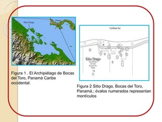 Figura 1 . El Archipiélago de Bocas 
del Toro, Panamá Caribe 
occidental. 
Figura 2 Sitio Drago, Bocas del Toro, 
Panamá.; óvalos numerados representan 
montículos 
 