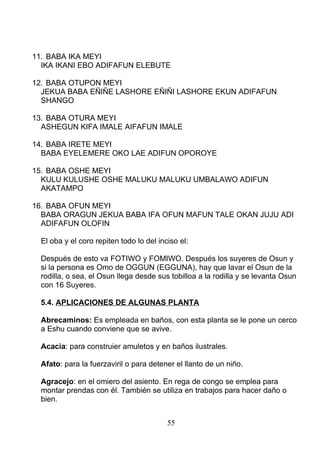 11. BABA IKA MEYI
IKA IKANI EBO ADIFAFUN ELEBUTE
12. BABA OTUPON MEYI
JEKUA BABA EÑIÑE LASHORE EÑIÑI LASHORE EKUN ADIFAFUN
SHANGO
13. BABA OTURA MEYI
ASHEGUN KIFA IMALE AIFAFUN IMALE
14. BABA IRETE MEYI
BABA EYELEMERE OKO LAE ADIFUN OPOROYE
15. BABA OSHE MEYI
KULU KULUSHE OSHE MALUKU MALUKU UMBALAWO ADIFUN
AKATAMPO
16. BABA OFUN MEYI
BABA ORAGUN JEKUA BABA IFA OFUN MAFUN TALE OKAN JUJU ADI
ADIFAFUN OLOFIN
El oba y el coro repiten todo lo del inciso el:
Después de esto va FOTIWO y FOMIWO. Después los suyeres de Osun y
si la persona es Omo de OGGUN (EGGUNA), hay que lavar el Osun de la
rodilla, o sea, el Osun llega desde sus tobilloa a la rodilla y se levanta Osun
con 16 Suyeres.
5.4. APLICACIONES DE ALGUNAS PLANTA
Abrecaminos: Es empleada en baños, con esta planta se le pone un cerco
a Eshu cuando conviene que se avive.
Acacia: para construier amuletos y en baños ilustrales.
Afato: para la fuerzaviril o para detener el llanto de un niño.
Agracejo: en el omiero del asiento. En rega de congo se emplea para
montar prendas con él. También se utiliza en trabajos para hacer daño o
bien.
55
 