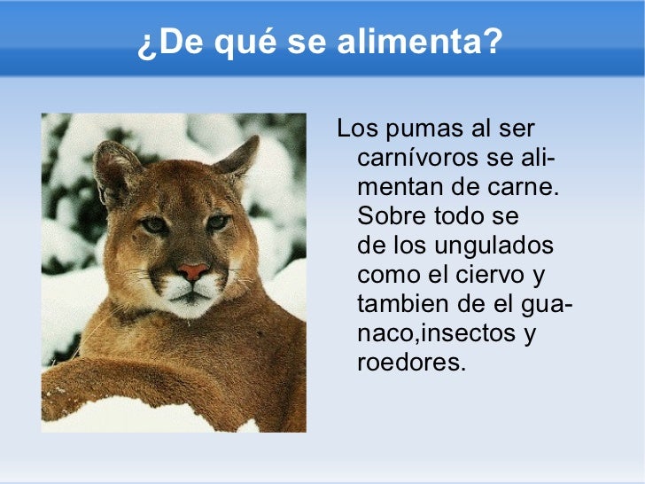 El gran puma julio 6º primaria El gran puma julio 6º primaria