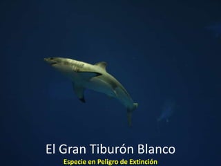 El Gran Tiburón BlancoEspecie en Peligro de Extinción 