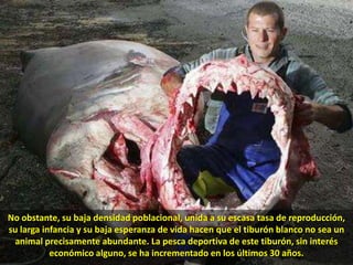 No obstante, su baja densidad poblacional, unida a su escasa tasa de reproducción, su larga infancia y su baja esperanza de vida hacen que el tiburón blanco no sea un animal precisamente abundante. La pesca deportiva de este tiburón, sin interés económico alguno, se ha incrementado en los últimos 30 años.
