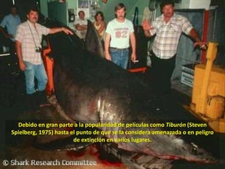 Debido en gran parte a la popularidad de películas como Tiburón (Steven Spielberg, 1975) hasta el punto de que se la considera amenazada o en peligro de extinción en varios lugares.