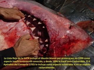 La Lista Roja de la IUCN incluyó al tiburón blanco por primera vez en 1990 como especie insuficientemente conocida, y desde 1996 lo hace como vulnerable. El II Apéndice del Convenio CITES lo incluye como especie vulnerable si no se explota racionalmente..