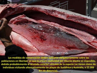 Las medidas de conservación deben aplicarse obligatoriamente sobre las poblaciones en libertad, ya que la cría en cautividad del tiburón blanco es imposible, debido probablemente al acusado carácter nómada de la especie (se tienen datos de individuos visitando alternativamente las playas de Sudáfrica y Australia, a 22.000 km de distancia). 