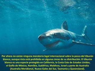 Por ahora no existe ninguna moratoria legal internacional sobre la pesca del tiburón blanco, aunque ésta está prohibida en algunas áreas de su distribución. El tiburón blanco es una especie protegida en California, la Costa Este de Estados Unidos, el Golfo de México, Namibia, Sudáfrica, Maldivas, Israel y parte de Australia (Australia Meridional, Nueva Gales del Sur, Tasmania y Queensland). 