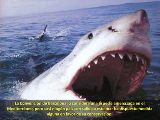 La Convención de Barcelona lo considera una especie amenazada en el Mediterráneo, pero casi ningún país con salida a este mar ha dispuesto medida alguna en favor de su conservación.