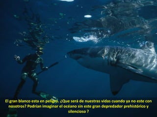 El gran blanco esta en peligro. ¿Que será de nuestras vidas cuando ya no este con nosotros? Podrían imaginar el océano sin este gran depredador prehistórico y silencioso ?