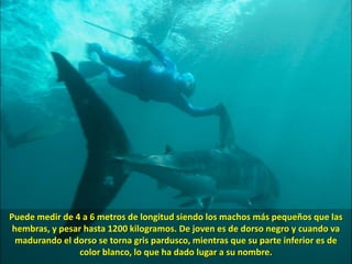 Puede medir de 4 a 6 metros de longitud siendo los machos más pequeños que las hembras, y pesar hasta 1200 kilogramos. De joven es de dorso negro y cuando va madurando el dorso se torna gris pardusco, mientras que su parte inferior es de color blanco, lo que ha dado lugar a su nombre. 