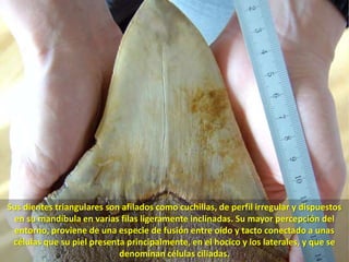 Sus dientes triangulares son afilados como cuchillas, de perfil irregular y dispuestos en su mandíbula en varias filas ligeramente inclinadas. Su mayor percepción del entorno, proviene de una especie de fusión entre oído y tacto conectado a unas células que su piel presenta principalmente, en el hocico y los laterales, y que se denominan células ciliadas. 
