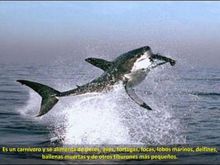 Es un carnívoro y se alimenta de peces, aves, tortugas, focas, lobos marinos, delfines, ballenas muertas y de otros tiburones más pequeños.