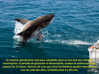 Su sistema reproductivo está poco estudiado, pero se cree que son animales ovovivíparos. El periodo de gestación es desconocido, aunque se estima que debe superar los 12 meses. Número de crías que tiene las hembras pueden reproducirse una vez cada dos años, teniendo entre 4 y 10 crías.