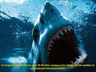 Su longevidad se estima en unos 30-40 años, aunque estas edades no han podido ser comprobadas fehacientemente. 