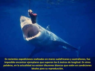 En recientes expediciones realizadas en mares sudafricanos y australianos, fue imposible encontrar ejemplares que superen los 6 metros de longitud. En otras palabras, en la actualidad no existen tiburones blancos que estén en condiciones ideales para su reproducción.