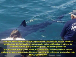 Los datos fiables demuestran que su población ha disminuido, aunque debido al amplio rango de distribución de esta especie, es imposible saber el número de tiburones blancos que existen aunque sea de forma aproximada. Aun así con los datos que se tienen está considerada como vulnerable, aunque pudiera ser que se acabara considerando en peligro de extinción si se recopilan más datos, según la UICN. 