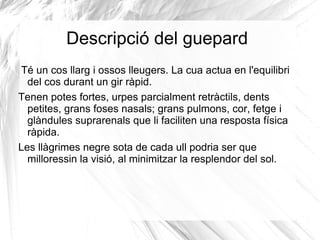 Projecte: El guepard 