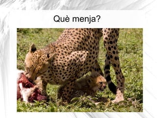 Tenen potes fortes, urpes parcialment retràctils, dents petites, grans foses nasals; grans pulmons, cor, fetge i glàndules suprarenals que li faciliten una resposta física ràpida. 