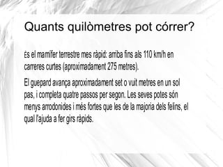 Les llàgrimes negre sota de cada ull podria ser que milloressin la visió, al minimitzar la resplendor del sol.  