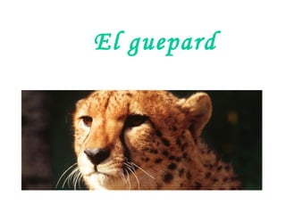El guepard
 