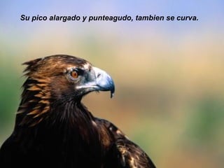 Su pico alargado y punteagudo, tambien se curva. 