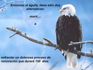 Entonces el águila, tiene sólo dos alternativas: morir,... ó enfrentar un doloroso proceso de renovación que durará 150  días. 