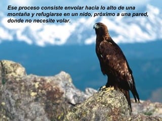Ese proceso consiste envolar hacia lo alto de una montaña y refugiarse en un nido, próximo a una pared, donde no necesite volar. 