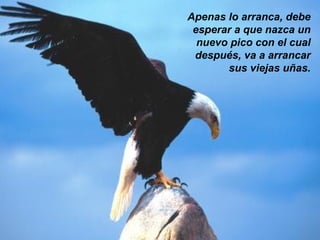 Apenas lo arranca, debe esperar a que nazca un nuevo pico con el cual después, va a arrancar sus viejas uñas. 