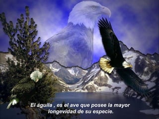 El águila , es el ave que posee la mayor  longevidad de su especie. 