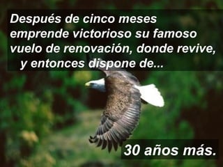Después de cinco meses  emprende victorioso su famoso vuelo de renovación, donde revive,  y entonces dispone de... 30 años más. 