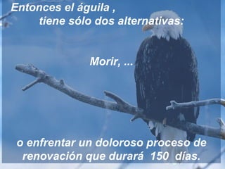 Entonces el águila ,  tiene sólo dos alternativas: Morir, ... o enfrentar un doloroso proceso de renovación que durará  150  días. 