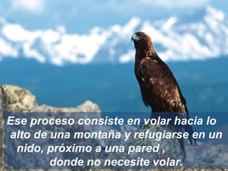 Ese proceso consiste en volar hacia lo  alto de una montaña y refugiarse en un nido, próximo a una pared ,  donde no necesite volar. 
