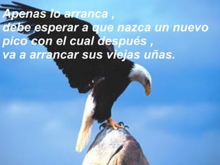 Apenas lo arranca ,  debe esperar a que nazca un nuevo pico con el cual después ,  va a arrancar sus viejas uñas. 