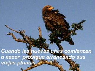 Cuando las nuevas uñas comienzan a nacer, prosigue arrancando sus viejas plumas. 