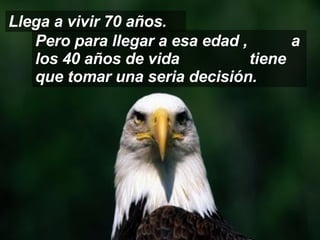 Pero para llegar a esa edad ,  a los 40 años de vida  tiene que tomar una seria decisión. Llega a vivir 70 años. 