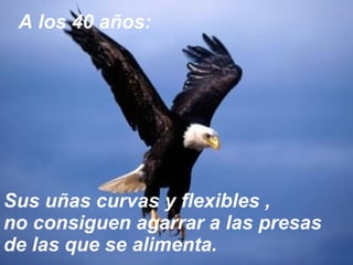 Sus uñas curvas y flexibles ,  no consiguen agarrar a las presas de las que se alimenta. A los 40 años: 