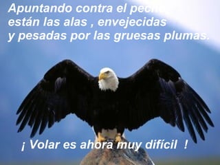 Apuntando contra el pecho  están las alas , envejecidas  y pesadas por las gruesas plumas.  ¡ Volar es ahora muy difícil  ! 