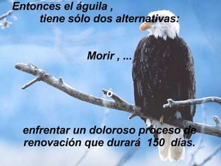 Entonces el águila ,  tiene sólo dos alternativas: Morir , ... ó enfrentar un doloroso proceso de renovación que durará  150  días. 