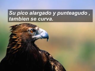 Su pico alargado y punteagudo , tambien se curva. 