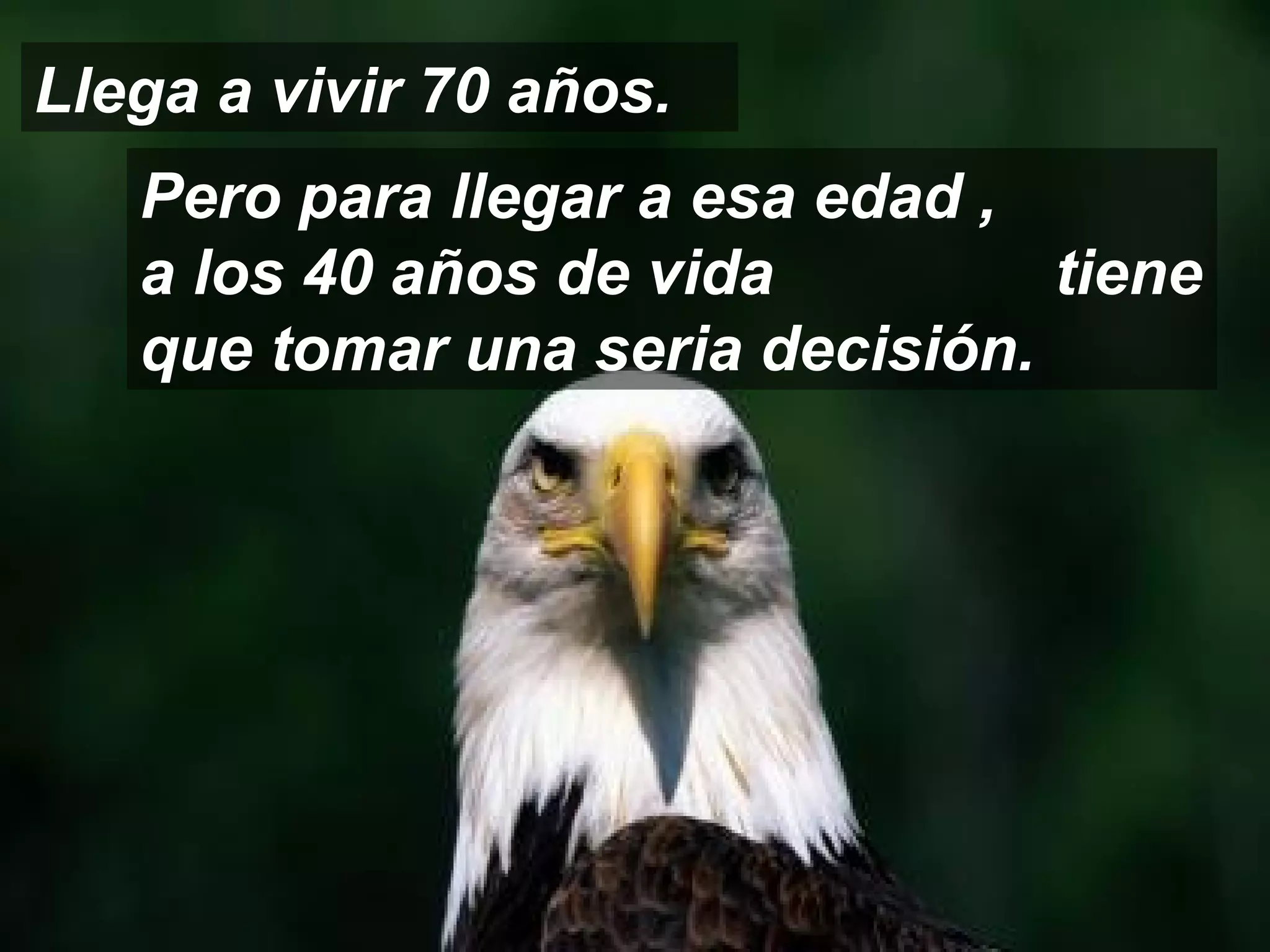 Llega a vivir 70 años.
   Pero para llegar a esa edad ,
   a los 40 años de vida         tiene
   que tomar una seria decisión.
 