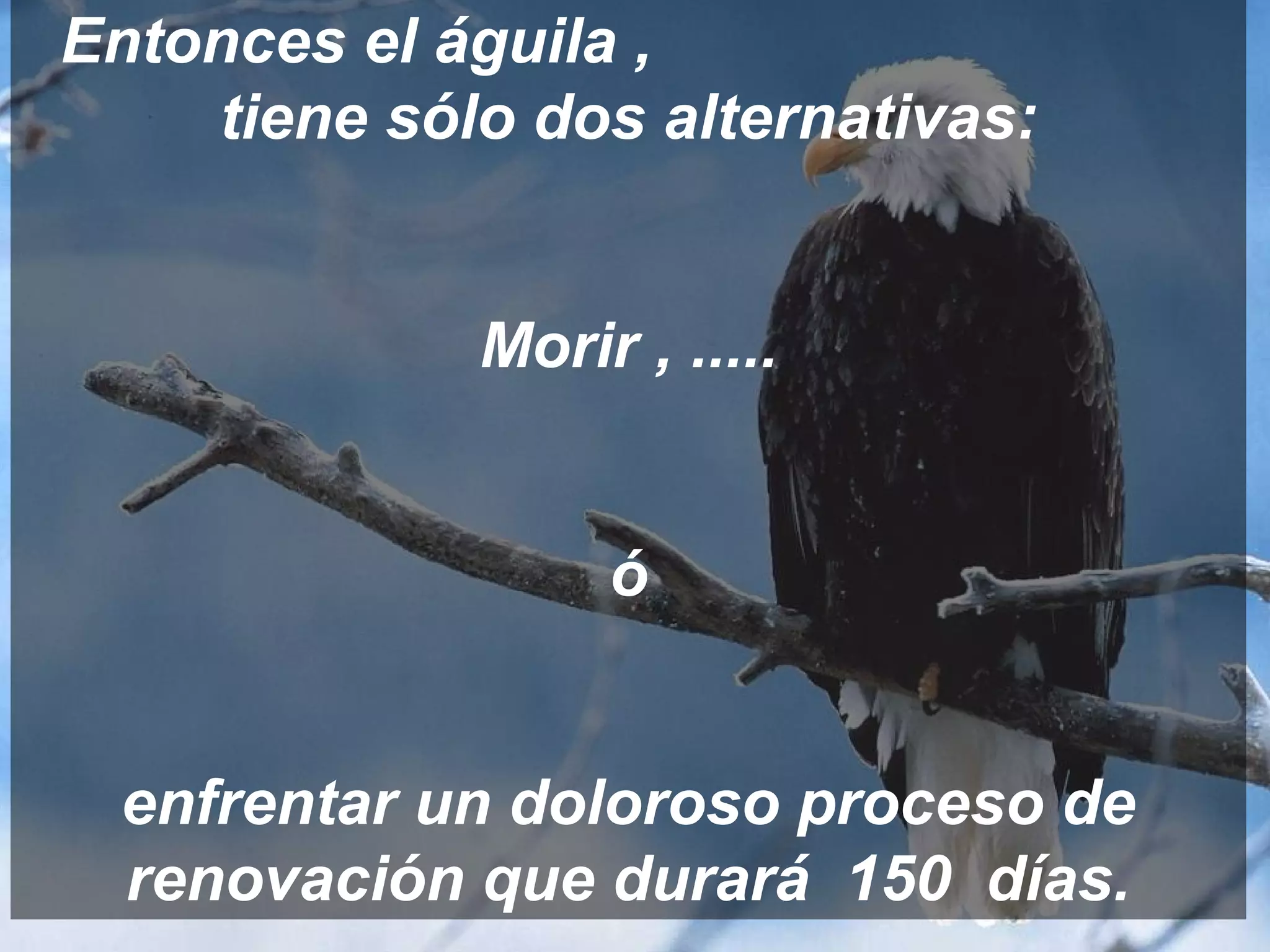 Entonces el águila ,
    tiene sólo dos alternativas:


             Morir , .....


                  ó


 enfrentar un doloroso proceso de
 renovación que durará 150 días.
 