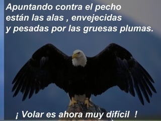 Apuntando contra el pecho
están las alas , envejecidas
y pesadas por las gruesas plumas.




  ¡ Volar es ahora muy difícil !
 