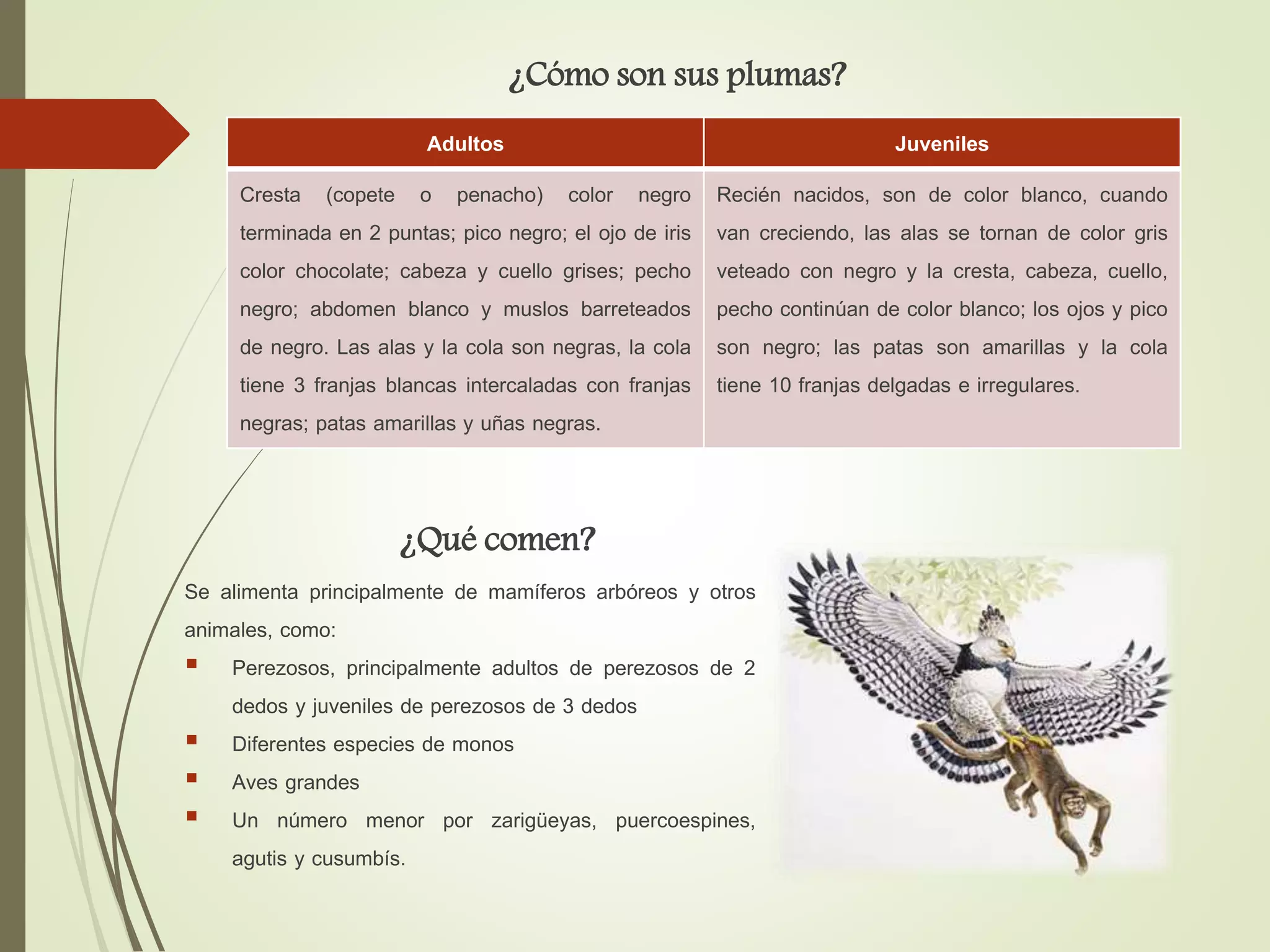 Adultos Juveniles
Cresta (copete o penacho) color negro
terminada en 2 puntas; pico negro; el ojo de iris
color chocolate; cabeza y cuello grises; pecho
negro; abdomen blanco y muslos barreteados
de negro. Las alas y la cola son negras, la cola
tiene 3 franjas blancas intercaladas con franjas
negras; patas amarillas y uñas negras.
Recién nacidos, son de color blanco, cuando
van creciendo, las alas se tornan de color gris
veteado con negro y la cresta, cabeza, cuello,
pecho continúan de color blanco; los ojos y pico
son negro; las patas son amarillas y la cola
tiene 10 franjas delgadas e irregulares.
¿Cómo son sus plumas?
¿Qué comen?
Se alimenta principalmente de mamíferos arbóreos y otros
animales, como:
 Perezosos, principalmente adultos de perezosos de 2
dedos y juveniles de perezosos de 3 dedos
 Diferentes especies de monos
 Aves grandes
 Un número menor por zarigüeyas, puercoespines,
agutis y cusumbís.
 