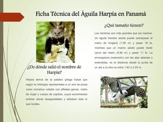 El Águila Harpía en Panamá