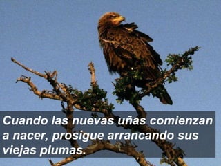 Cuando las nuevas uñas comienzan a nacer, prosigue arrancando sus viejas plumas. 