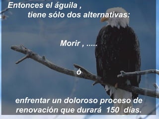 Entonces el águila ,  tiene sólo dos alternativas: Morir , ..... ó enfrentar un doloroso proceso de renovación que durará  150  días. 