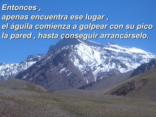 Entonces ,  apenas encuentra ese lugar ,  el águila comienza a golpear con su pico la pared , hasta conseguir arrancárselo. 