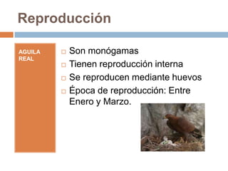 Reproducción

AGUILA REAL   Son monógamas
              Tienen reproducción interna
              Se reproducen mediante huevos
              Época de reproducción: Entre Enero y
              Marzo.
 