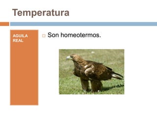 Temperatura

AGUILA REAL   Son homeotermos.
 